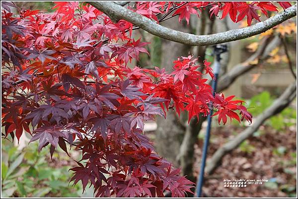 福壽山農場鴛鴦湖-2021-11-20.jpg