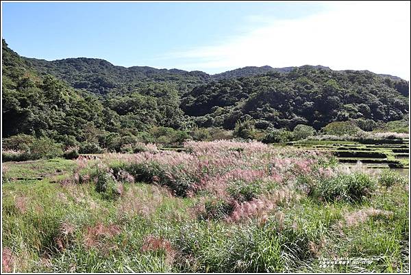 草嶺古道-2021-11-04.jpg