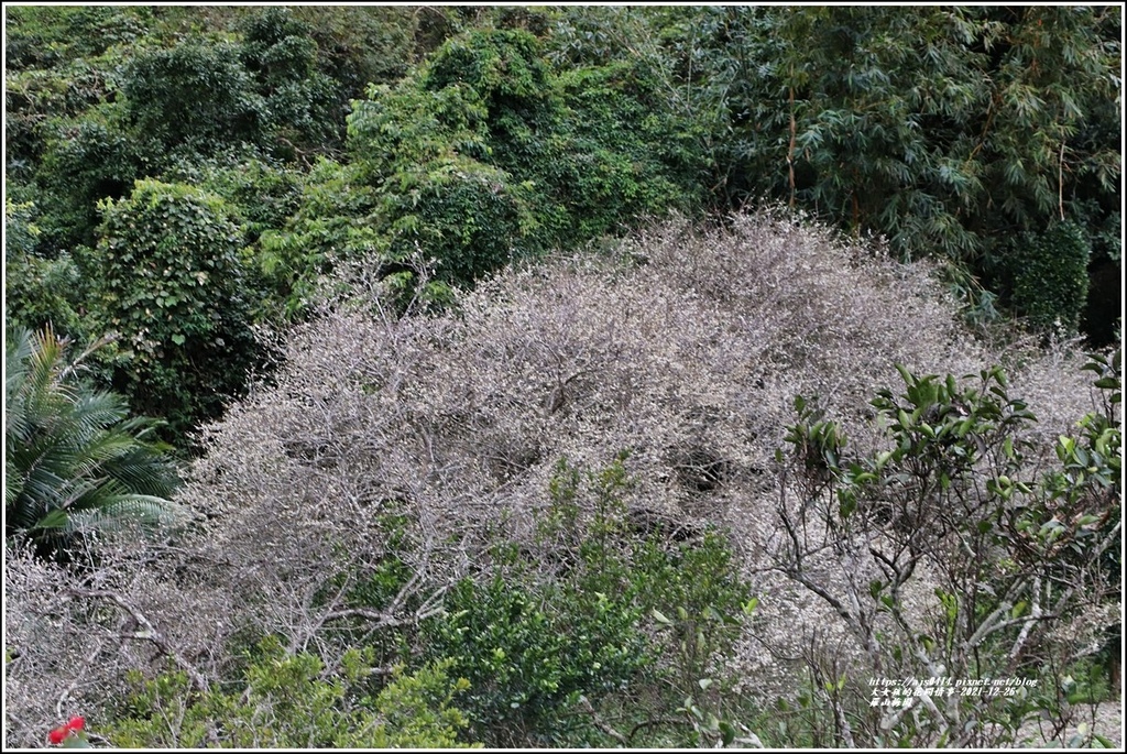 羅山瀑布梅園-2021-12-06.jpg