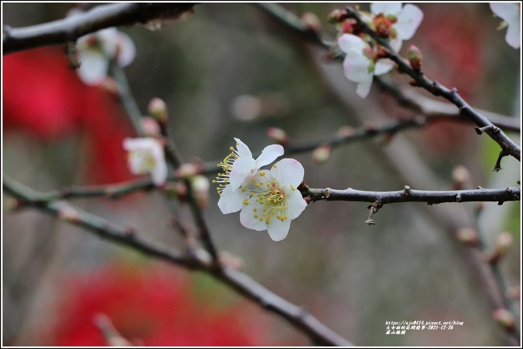 羅山瀑布梅園-2021-12-05.jpg