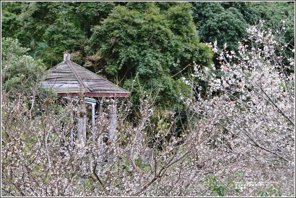 羅山瀑布梅園-2021-12-03.jpg