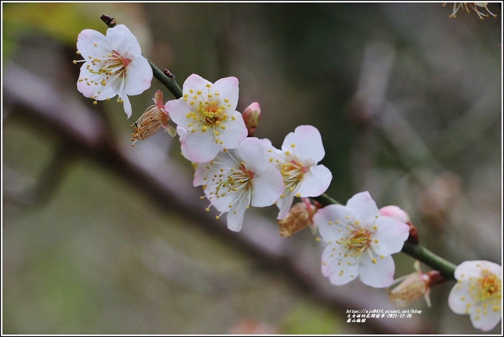 羅山瀑布梅園-2021-12-11.jpg