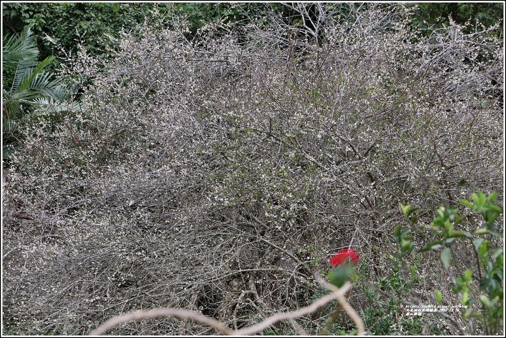 羅山瀑布梅園-2021-12-08.jpg