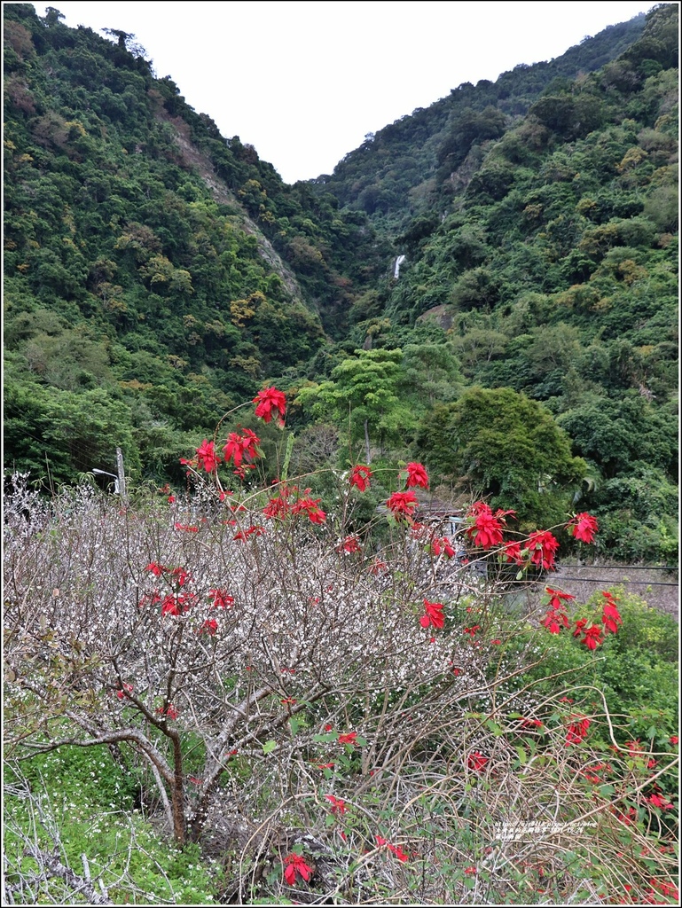 羅山瀑布梅園-2021-12-07.jpg