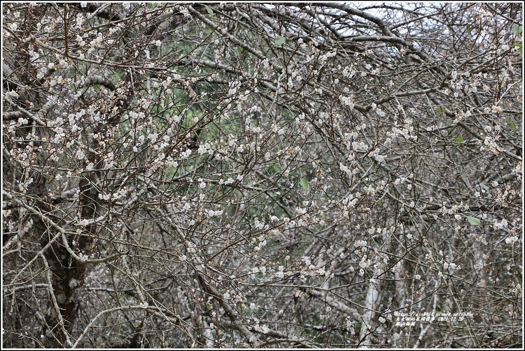 羅山瀑布梅園-2021-12-13.jpg