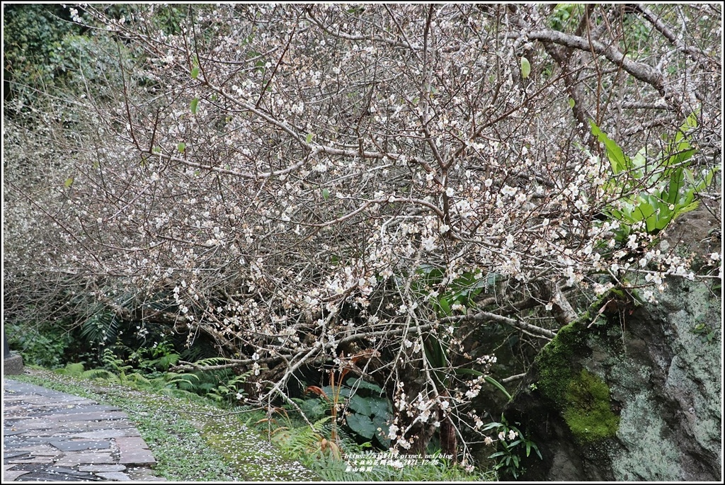 羅山瀑布梅園-2021-12-28.jpg