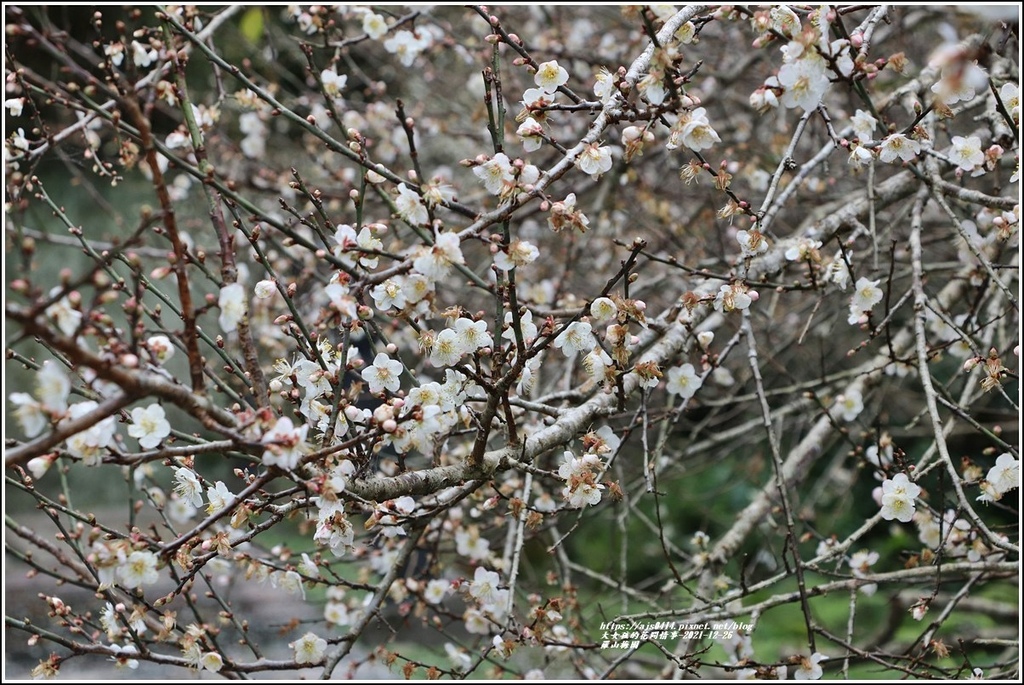 羅山瀑布梅園-2021-12-27.jpg