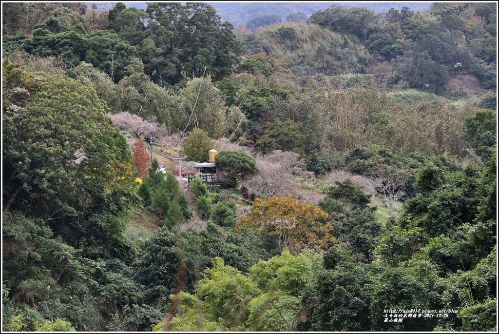 羅山瀑布梅園-2021-12-32.jpg