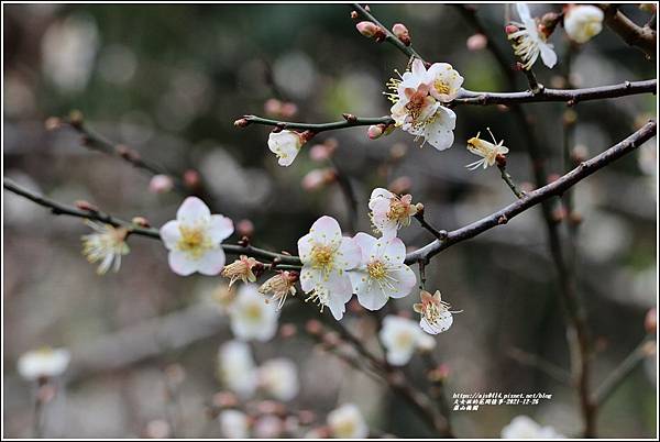 羅山瀑布梅園-2021-12-34.jpg