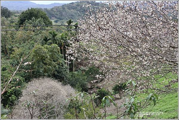 羅山瀑布梅園-2021-12-44.jpg