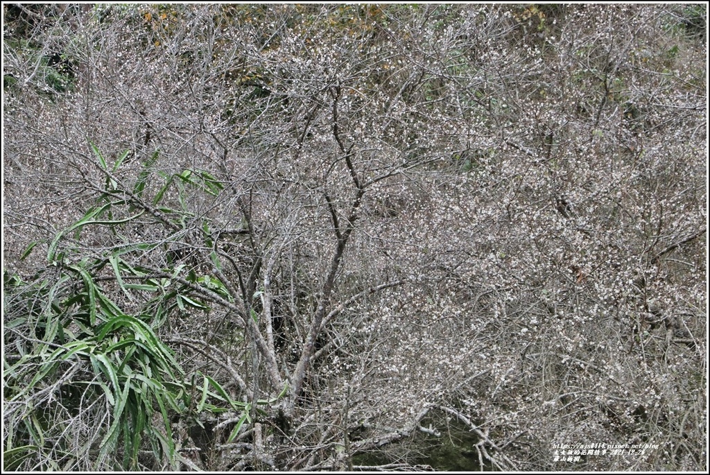 羅山瀑布梅園-2021-12-43.jpg