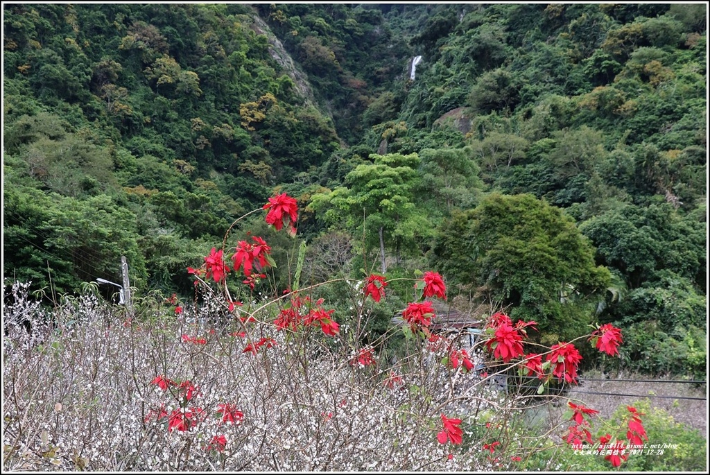 羅山瀑布梅園-2021-12-45.jpg