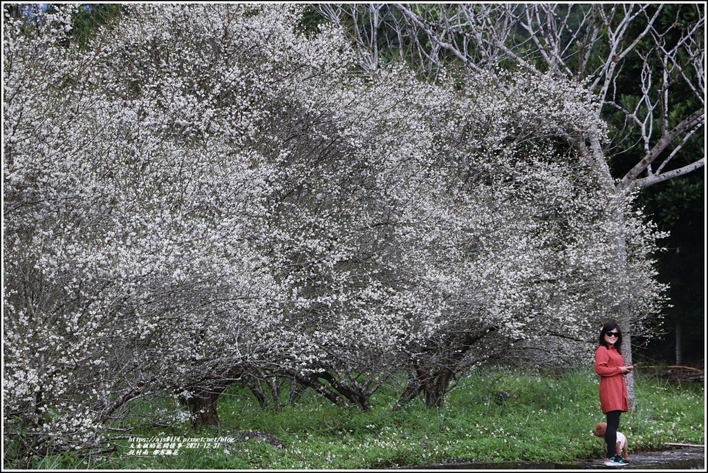 悅付南-部落梅花-2021-12-06.jpg