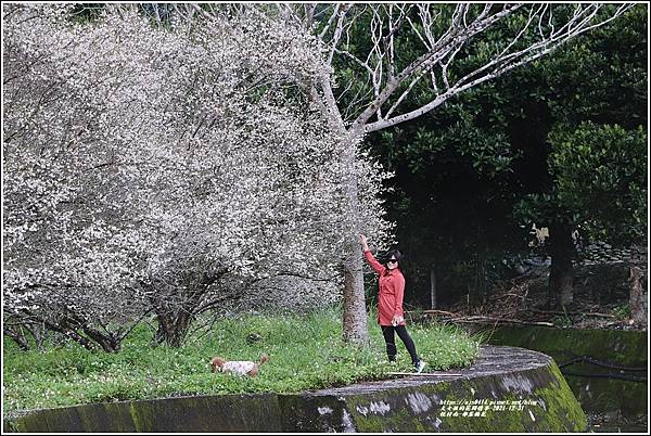 悅付南-部落梅花-2021-12-09.jpg