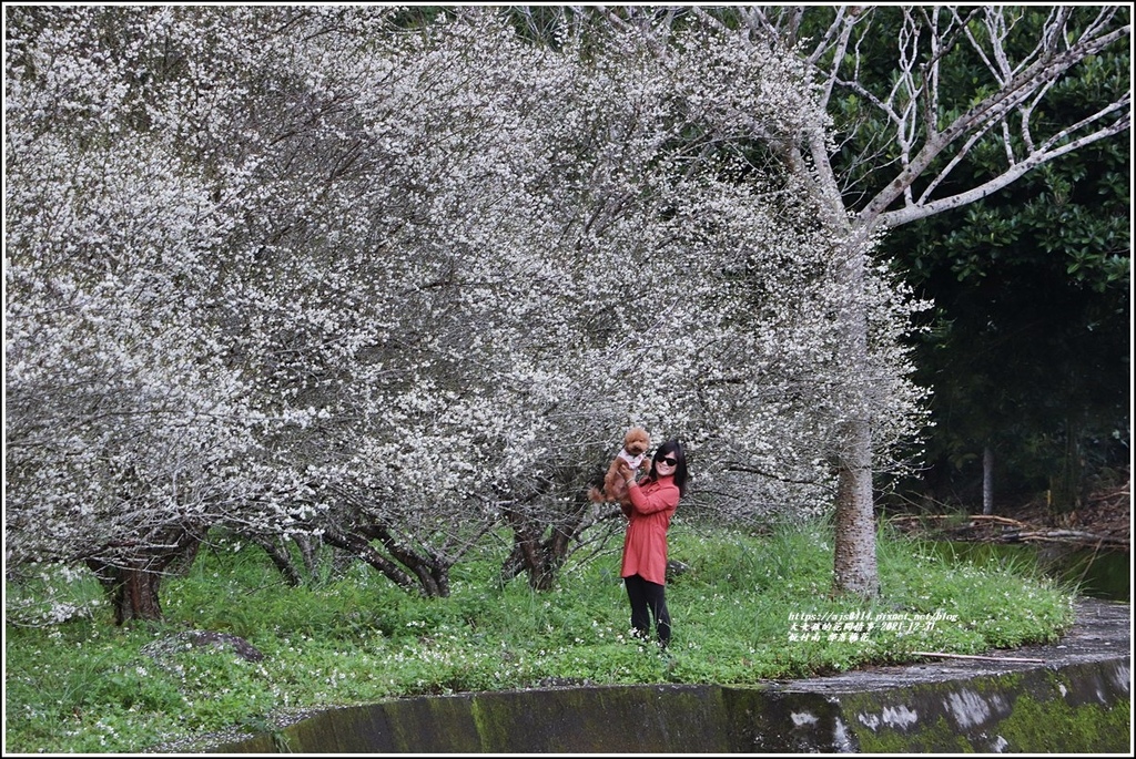 悅付南-部落梅花-2021-12-07.jpg