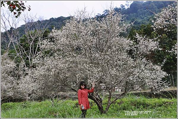 悅付南-部落梅花-2021-12-22.jpg