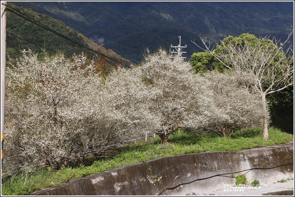 悅付南-部落梅花-2022-01-02.jpg