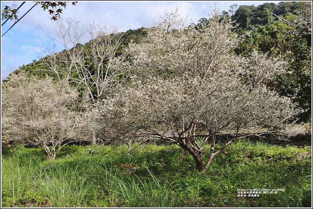 悅付南-部落梅花-2022-01-10.jpg