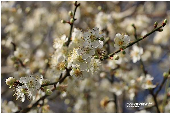 悅付南-部落梅花-2022-01-09.jpg