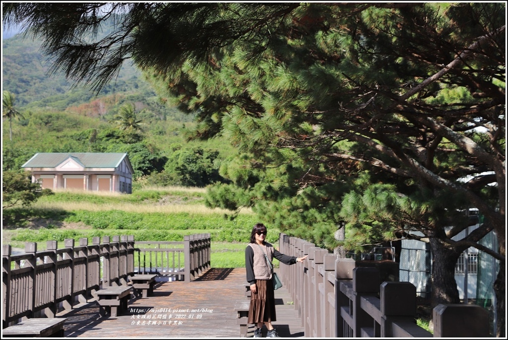 台東忠孝國小百年黑松-2022-01-05.jpg 台東忠孝國小百年黑松-2022-01-05.jpg