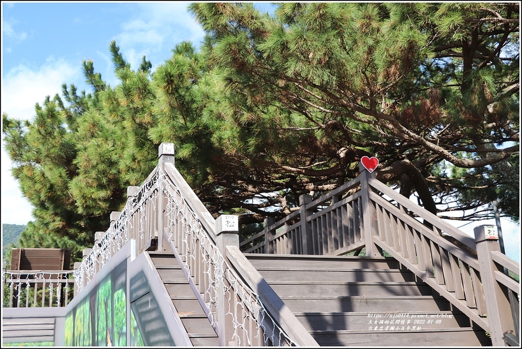 台東忠孝國小百年黑松-2022-01-14.jpg 台東忠孝國小百年黑松-2022-01-14.jpg