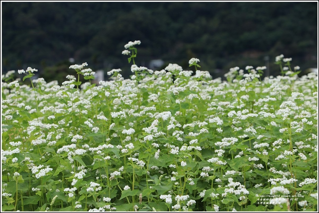 玉里客城蕎麥花田-2022-01-01.jpg