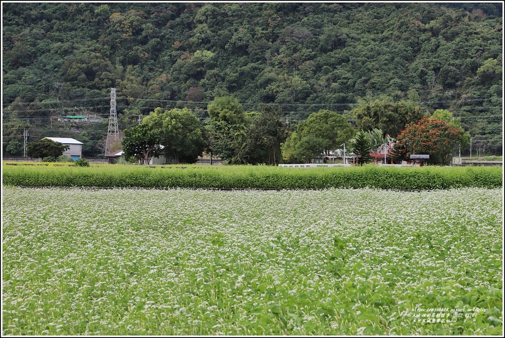 玉里客城蕎麥花田-2022-01-24.jpg