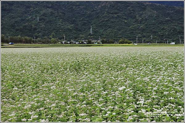 玉里客城蕎麥花田-2022-01-30.jpg