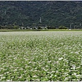 玉里客城蕎麥花田-2022-01-30.jpg