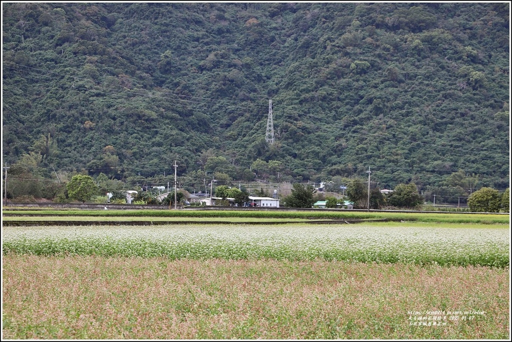 玉里客城蕎麥花田-2022-01-50.jpg