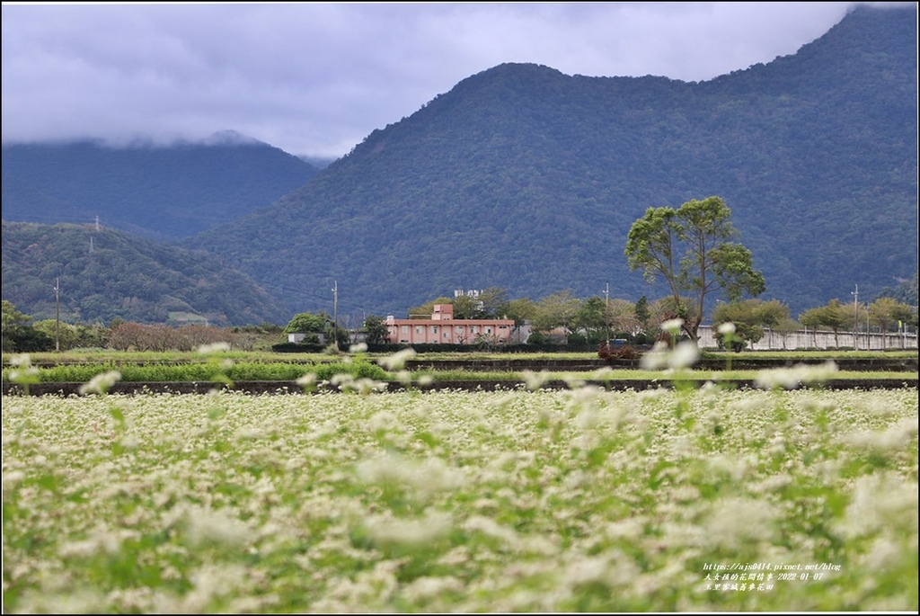 花蓮,玉里鎮,蕎麥花海,花海,蕎麥,花季,花蓮景點