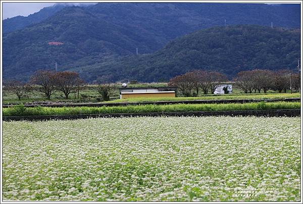 玉里客城蕎麥花田-2022-01-49.jpg