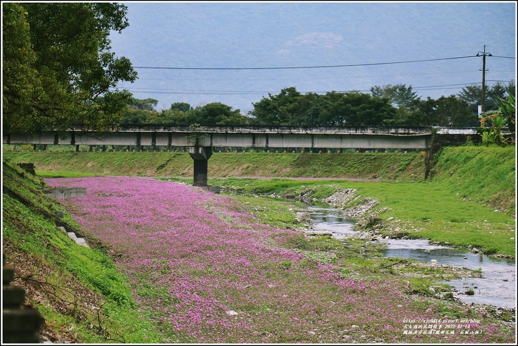 鳳林溪岸花海(鳳遊花城、花綻山林)-2022-01-03.jpg