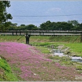 鳳林溪岸花海(鳳遊花城、花綻山林)-2022-01-03.jpg