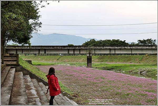 鳳林溪岸花海(鳳遊花城、花綻山林)-2022-01-09.jpg