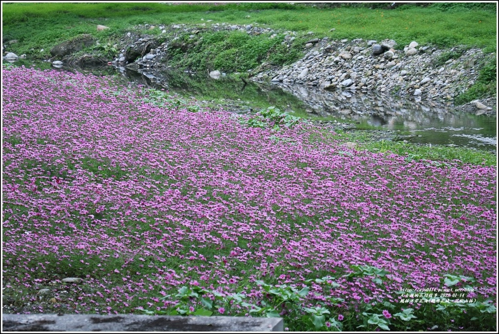 22年漫遊鳳城 花綻山林 鳳林溪浮覆地打造一賞花秘境 花海沿著溪水蜿蜒向東 特殊的水岸花海只在此處 大女孩的花間情事