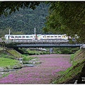 鳳林溪岸花海(鳳遊花城、花綻山林)-2022-01-10.jpg