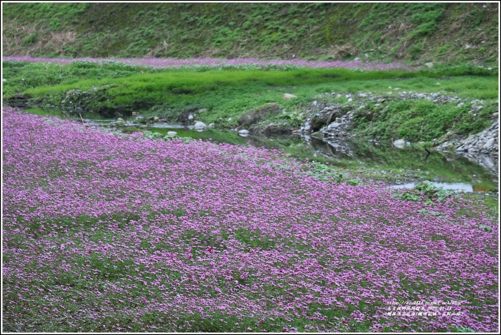 22年漫遊鳳城 花綻山林 鳳林溪浮覆地打造一賞花秘境 花海沿著溪水蜿蜒向東 特殊的水岸花海只在此處 大女孩的花間情事