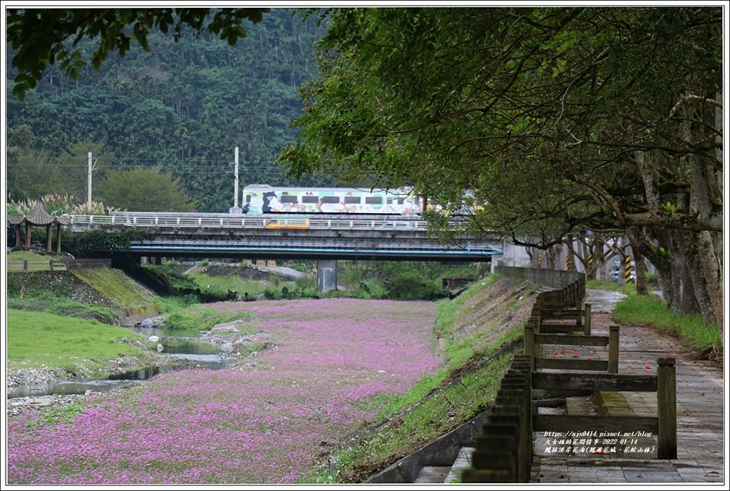 鳳林溪岸花海(鳳遊花城、花綻山林)-2022-01-11.jpg