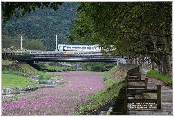 鳳林溪岸花海(鳳遊花城、花綻山林)-2022-01-11.jpg