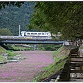 鳳林溪岸花海(鳳遊花城、花綻山林)-2022-01-11.jpg