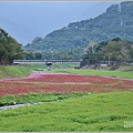 鳳林溪岸花海(鳳遊花城、花綻山林)-2022-01-24.jpg