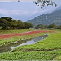 鳳林溪岸花海(鳳遊花城、花綻山林)-2022-01-22.jpg