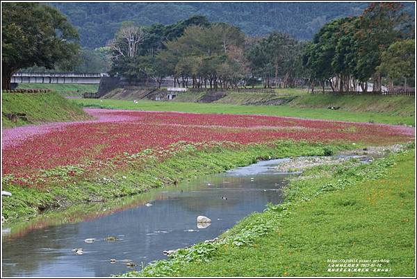 鳳林溪岸花海(鳳遊花城、花綻山林)-2022-01-23.jpg