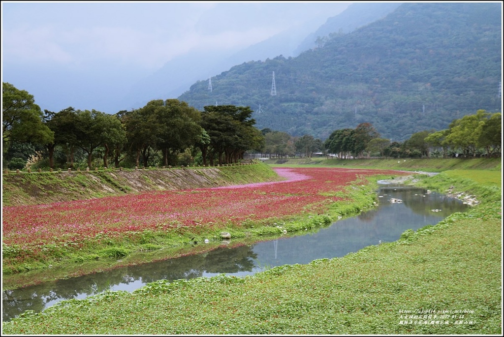 鳳林溪岸花海(鳳遊花城、花綻山林)-2022-01-25.jpg