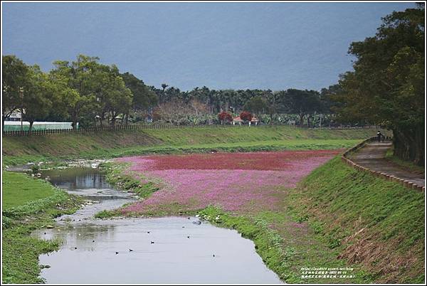 鳳林溪岸花海(鳳遊花城、花綻山林)-2022-01-26.jpg