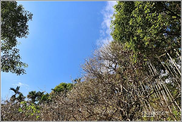 瑞穗虎頭山梅園-2022-01-03.jpg