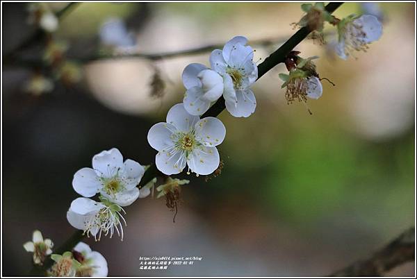 瑞穗虎頭山梅園-2022-01-24.jpg