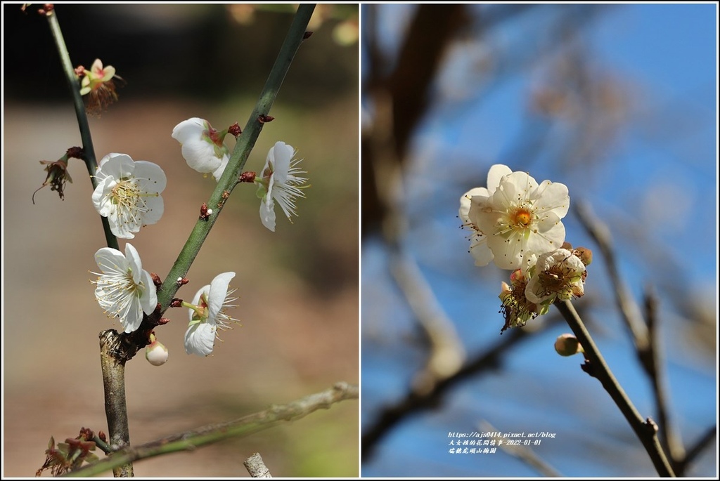 瑞穗虎頭山梅園-2022-01-29.jpg