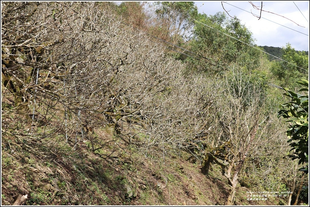 瑞穗虎頭山梅園-2022-01-39.jpg